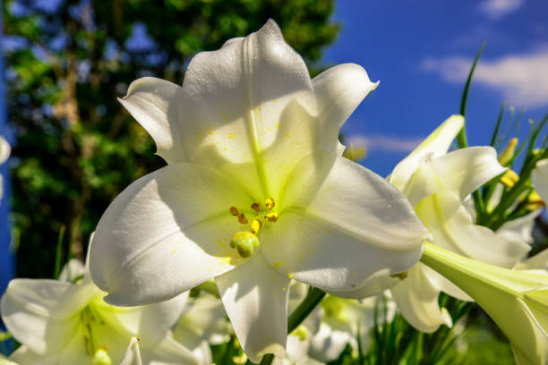 Giant White Flower stock photo
