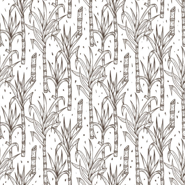 illustrations, cliparts, dessins animés et icônes de canne à sucre dessinés à la main les plantes vecteur seamless pattern. tiges de canne à sucre avec feuilles fond sans fin - turbinado sugar illustrations