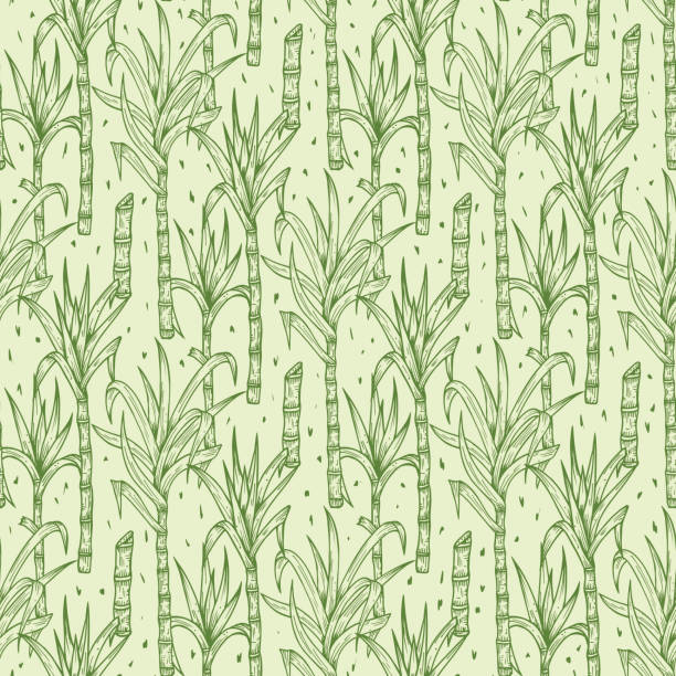 handgezeichnete zuckerrohr pflanzen vector seamless pattern. zuckerrohr stiele mit blätter-endlos-hintergrund - sugar leaf stock-grafiken, -clipart, -cartoons und -symbole