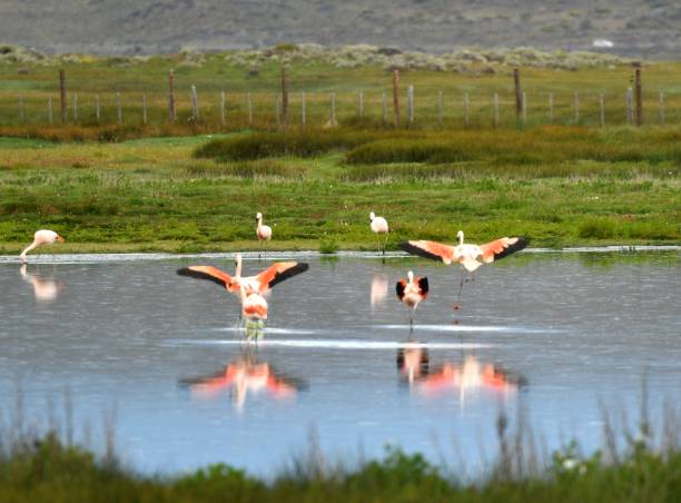 istock Chilean Flamingos 657977926