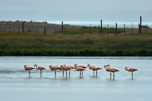 a flock of Flamingos endure a rain storm on Lake Argentina near El Calafate Argentina