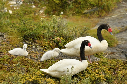 a family of Swans move between one pond and another near Ushuaia, southern Argentina
