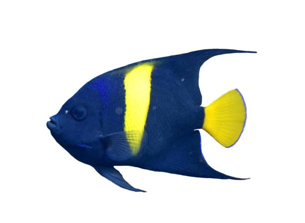 istock arabian anglefish tropical fish isolated on white background 657978402