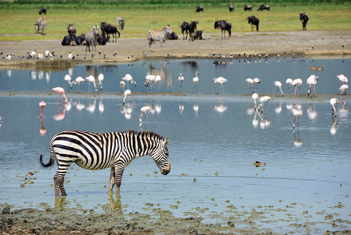 A zebra nearby lake in Ngorongoro crater. Tanazania