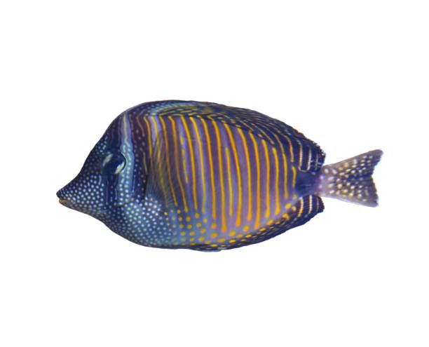 istock indian ocean sailfin tang tropical fish isolated on white background 657980816