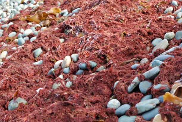 Red Seaweed on the Beach red seaweed on the beach, Foxtrap, Conception Bay South, Newfoundland and Labrador. red algae stock pictures, royalty-free photos & images