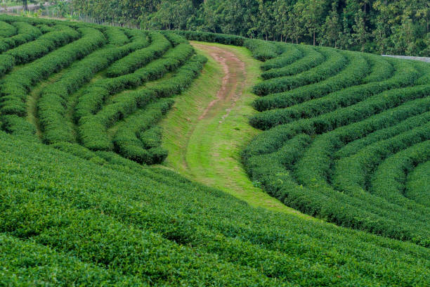 istock Tea plantation landscape at Chiang rai, Thailand. 657985230