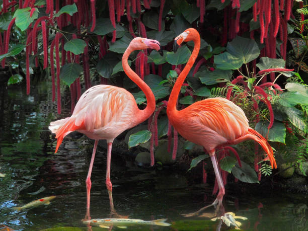 Two beautiful flamingos forming the shape of a heart.
