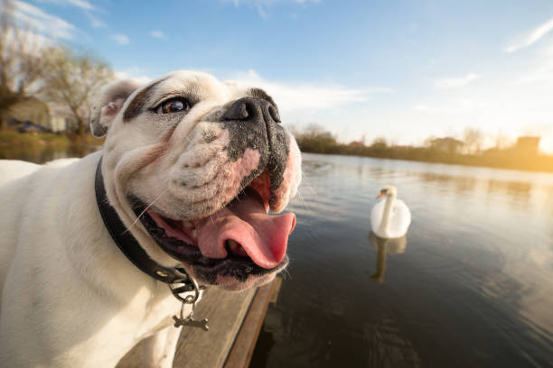 Dog selfie photo on vacation