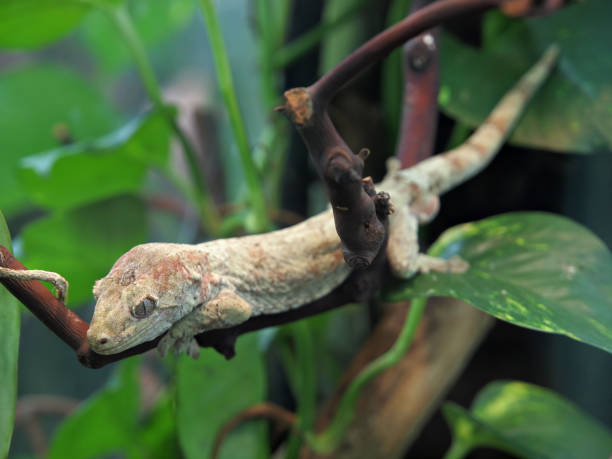 Mossy New Caledonian Gecko (Rhacodactylus Chahoua) perching on a branch