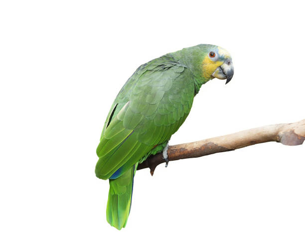 istock Green parrot perched on a branch, isolated over white 657987774