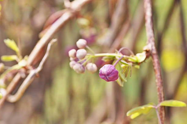 Bud of the akebi