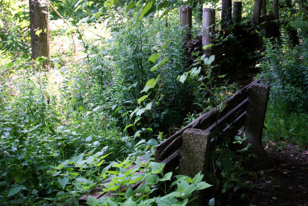 istock Adventures in Riverdale Park and Riverdale Farm 657988042