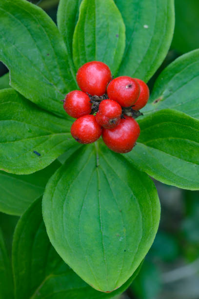 istock Bunch Berries or Dwarf Dogwood 657990658
