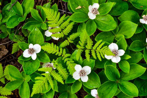 istock Bunch Berries and Bracken Fern 657990850
