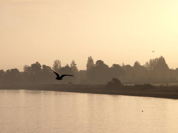 istock Western Seagull Birds fly in foreground with Alameda in the background 658002576