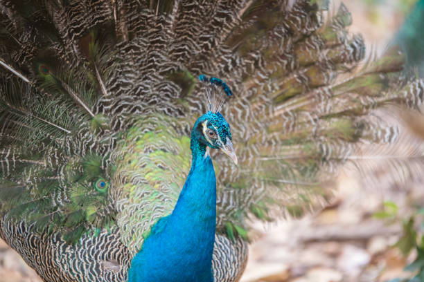istock Portrait of beautiful peacock with feathers 658002786
