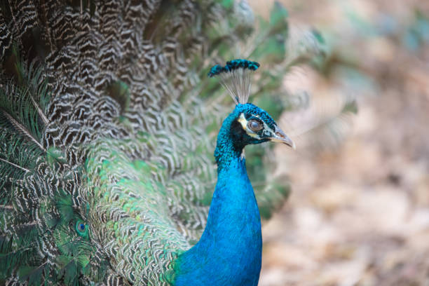 istock Portrait of beautiful peacock with feathers 658002792
