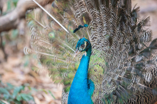 istock Portrait of beautiful peacock with feathers 658002794