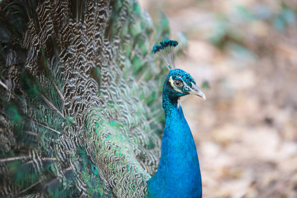 istock Portrait of beautiful peacock with feathers 658002846