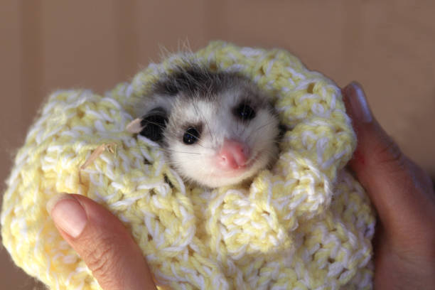 A baby possum in a blanket stock photo