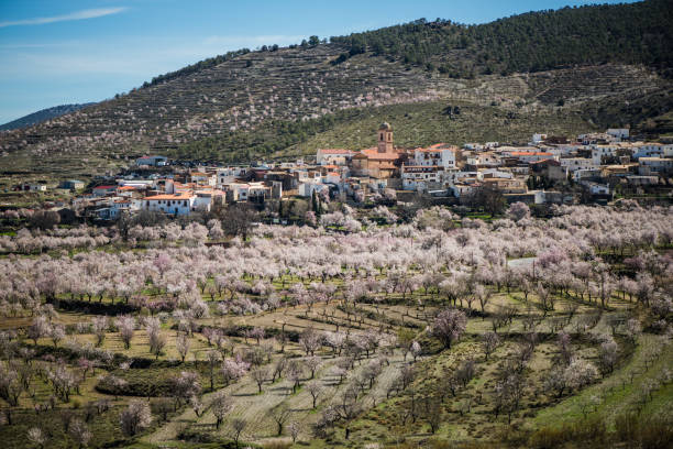 istock Almond trees blooming in Sierra Nevada, Spain 658008662