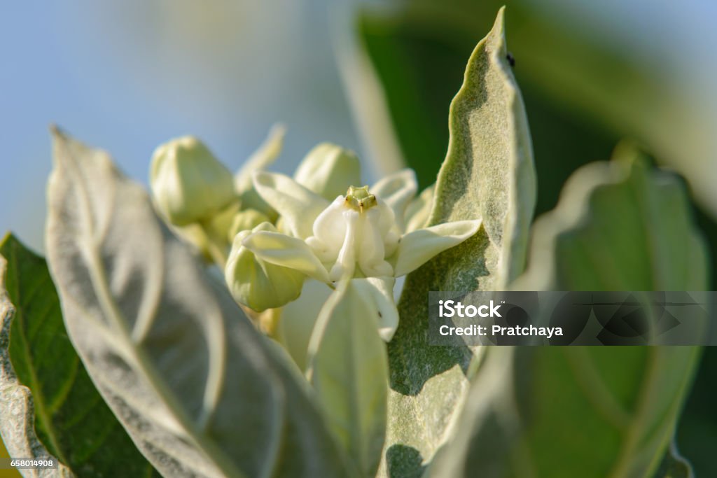 Calotropis giantea or Crown flower white green leaves Beauty Stock Photo