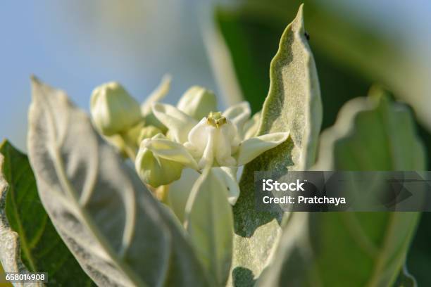 Calotropis Giantea Or Crown Flower White Green Leaves Stock Photo - Download Image Now