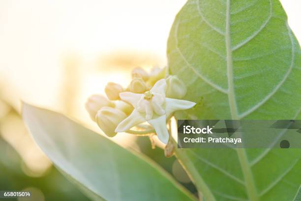 Calotropis Giantea Or Crown Flower White Green Leaves Stock Photo - Download Image Now
