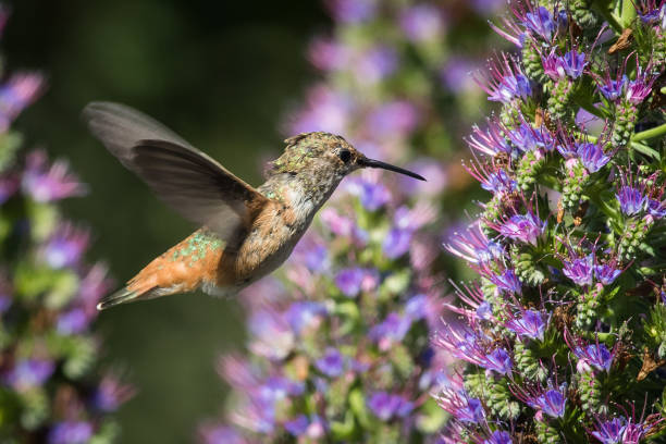 istock A hummingbird at Huntington Central Park 658020932