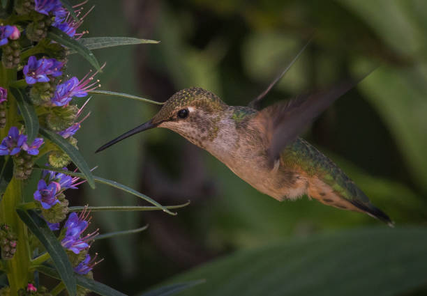 istock A hummingbird at Huntington Central Park 658020942