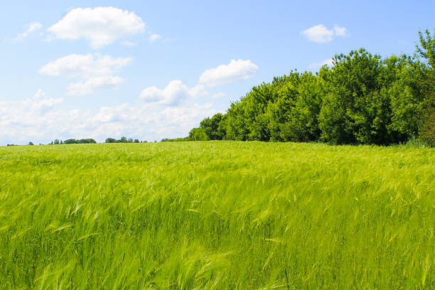 istock Field of green wheat 658023886