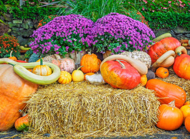 istock Fall produce arranged on a display during Thanksgiving season 658032780