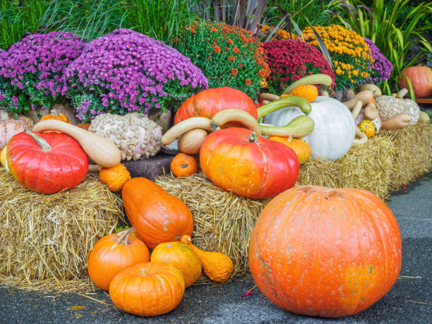 istock Fall produce arranged on a display during Thanksgiving season 658032796