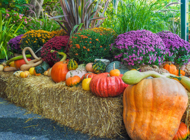Fall produce arranged on a display during Thanksgiving season