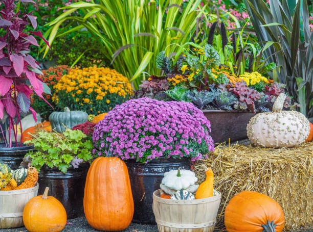 istock Fall produce arranged on a display during Thanksgiving season 658032806