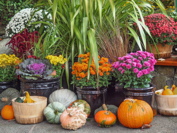 istock Fall produce arranged on a display during Thanksgiving season 658032808