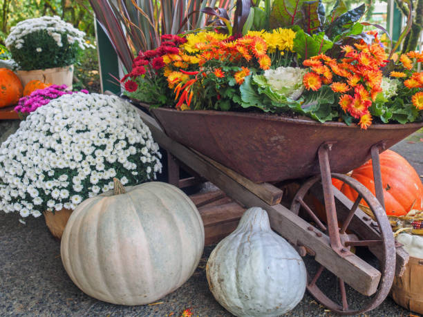 istock Fall produce arranged on a display during Thanksgiving season 658032814