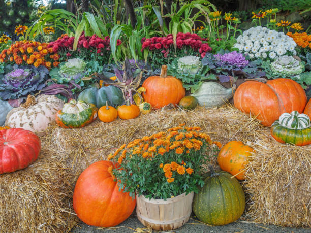 istock Fall produce arranged on a display during Thanksgiving season 658032816