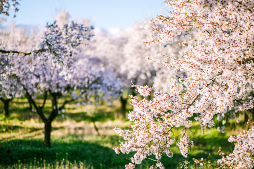 Delicate flowers on fruit trees at spring in orchard