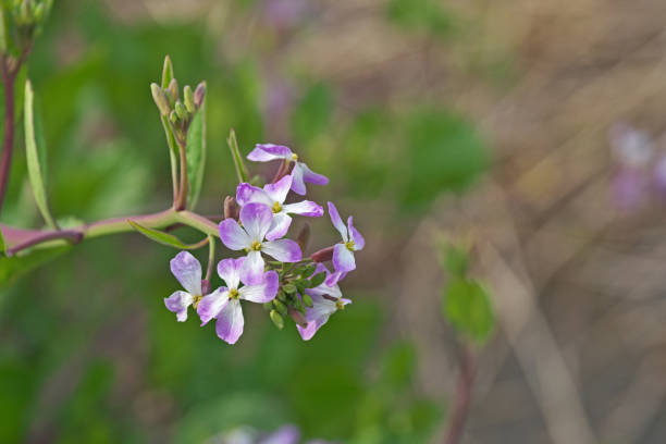 istock Flower of  raphanus sativus 658035976