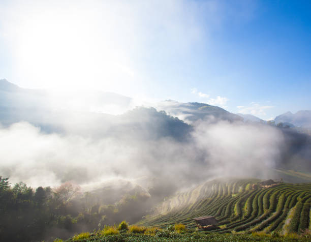 istock Tea farm on the mountain 658038828