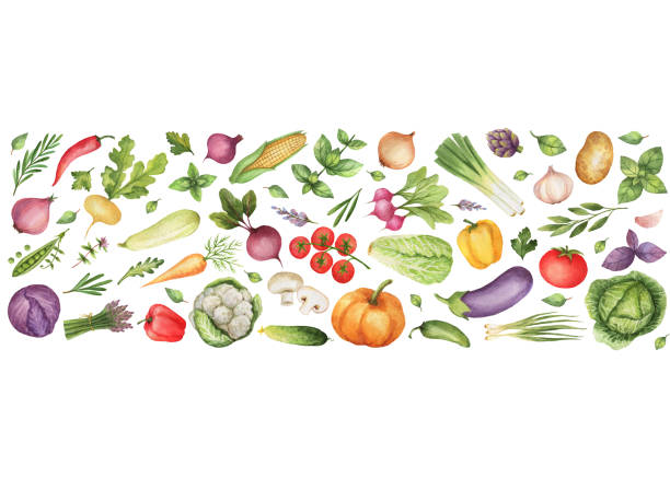 акварели овощи и травы изолированы на белом фоне. - white background green pattern tomato stock illustrations