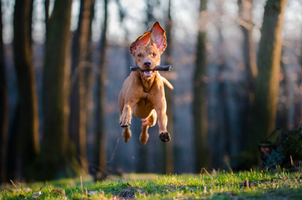 Hungarian pointer hound dog photo of flaying hungarian pointer hound dog mid air photos stock pictures, royalty-free photos & images