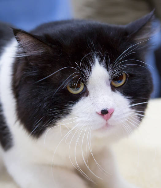 istock Siberian bobtail cat black with white color 658051214