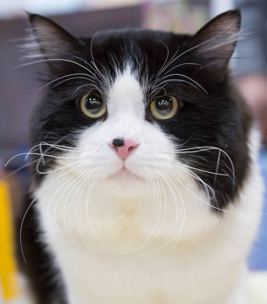istock Siberian bobtail cat black with white color 658051220