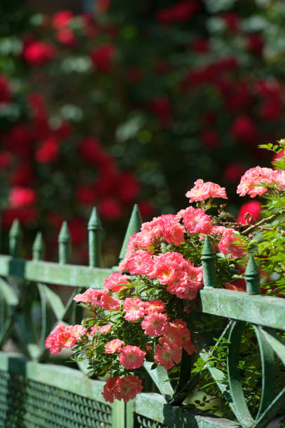 istock Pink roses climbing on fence 658051402