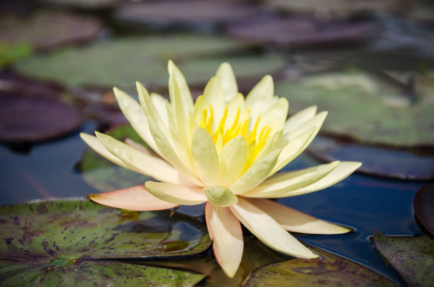 istock Yellow waterlily flower 658052390