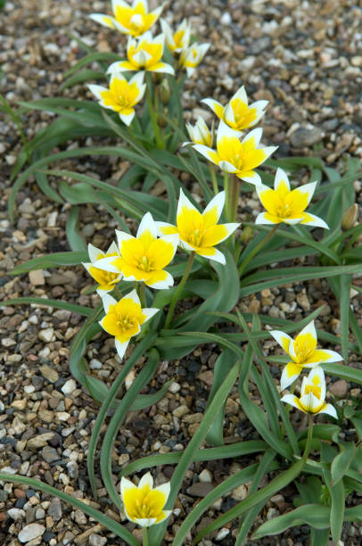 istock Wild tulip; Tulip; Soon 658054550
