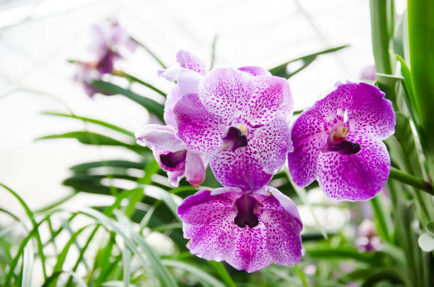 istock Purple orchid flower 658054566